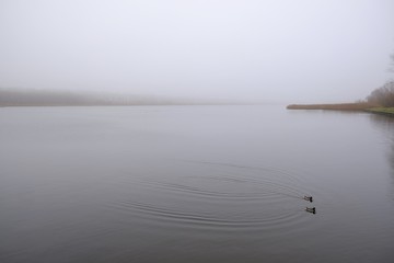 A moody landscape, an empty misty lake - peace and quiet. Only two floating birds. Kamien Pomorski, Poland