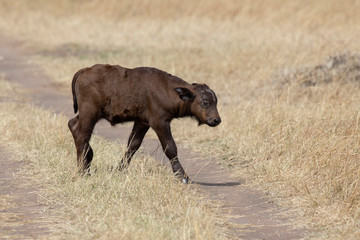 Cape Buffalo or African, buffalo, Syncerus caffer Calf, Maasai Mara National Reserve, Africa