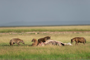 Fototapeta na wymiar Spotted Hyena, Crocuta crocuta also known as the laughing hyena Feeding on Hippo kill, Africa