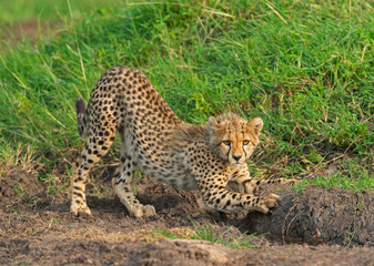 Naklejka na ściany i meble Cheetah Baby, masaimara, Africa