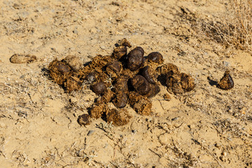 a small pile of camel dung in the desert