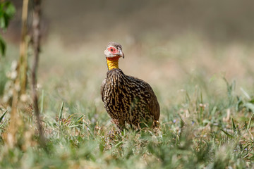 The yellow-necked spurfowl or yellow-necked francolin, Pternistis leucoscepus, Masaimara, Africa