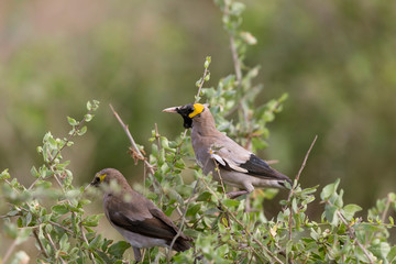 Wattled starling, Creatophora cinerea Masaimara, Africa