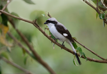 Fototapeta premium Grey backed Fiscal Shrike, Lanius excubitoroides, Lake Naivasha, Kenya, Africa
