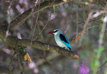 Woodland Kingfisher, Halcyon senegalensis, Kenya, Africa