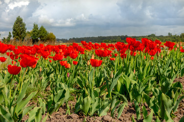 field of red tulips on a background of blue sky, growing flowers on a farm