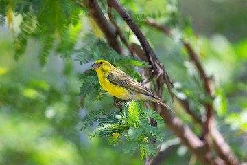 The white-bellied canary, Crithagra dorsostriatus, Africa