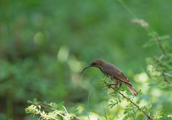 Female, Hunter's Sunbird, Chalcomitra hunteri, Masaimara, Africa