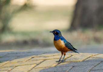 Hildebrandt's Starling, Lamprotornis hildebrandti,  Masaimara, Africa