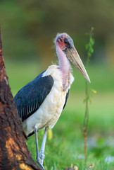 Maribu Stork, Leptoptilos crumenifer, Lake naivasha, Kenya, Africa
