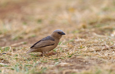 Grey capped Social weaver, Pseudonigrita arnaudi, Masai Mara, Kenya, Africa