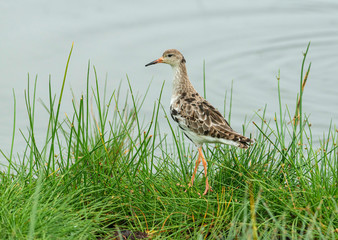 Ruff a medium-sized wading bird, Philomachus pugnax, Lake naivasha, Kenya, Africa