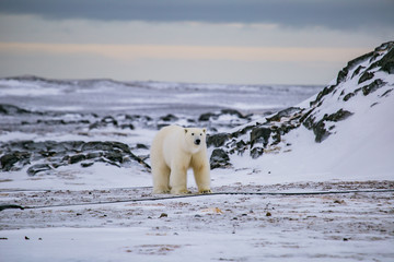 Niedźwiedź polarny, południowy Spitsbergen, Hornsund © blackspeed