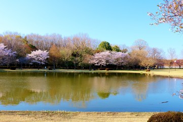 さくら　春　池　風景　栃木県　公園