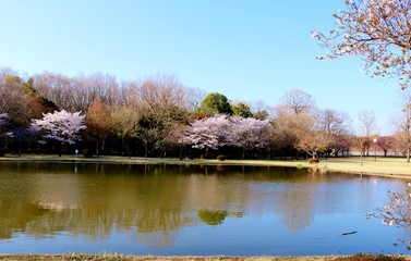 さくら　春　池　風景　栃木県　公園