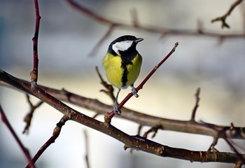 Titmouse.Little bird on a branch