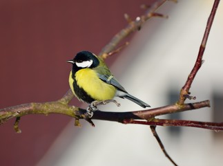 Fototapeta premium Titmouse.Little bird on a branch