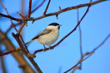 Fototapeta premium Marsh Tit little bird on a branch