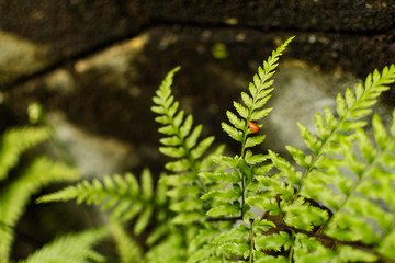 caterpillar on a leaf