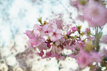 透明感のある桜の花