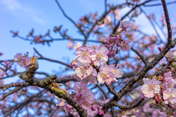 桜の花　お花見