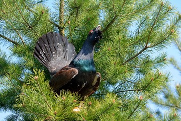 Fototapete bei efototapeten.de bestellen   