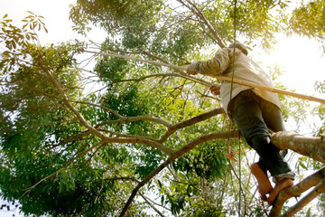 Fototapeta premium asian man harvest linchi fruite on tree