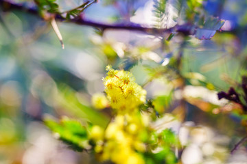 ミモザ　銅葉　プルプレア　アカシア acasia