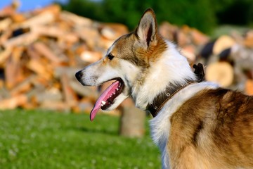Obraz premium Husky dog on a background of dry firewood