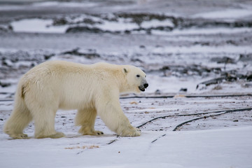 Niedźwiedź polarny, południowy Spitsbergen, Hornsund