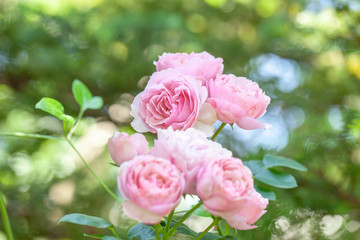 バラ アントニオ　ガウディ rose antonio gaudi