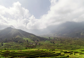 Fototapeta premium Landscape view of rice fields livestock