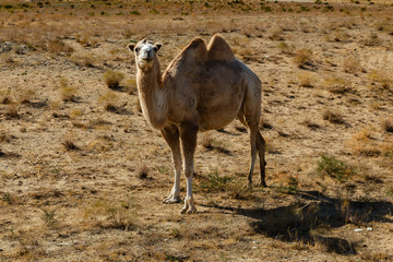 Bactrian camel, camel in the steppe of kazakhstan