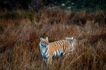 wild tiger stalking possible prey in grassland at jim corbett national park or tiger reserve, uttarakhand, india - panthera tigris