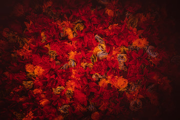 Portrait of a flower in the fire With hot tones For use as a background image