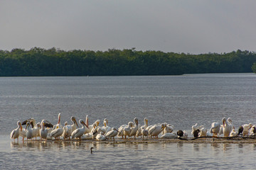 Fischreiher auf einer Insel am Wasser
