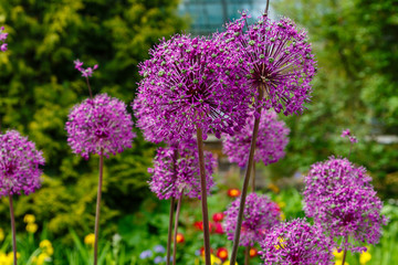 Giant Onion (Allium Giganteum) blooming. Field of Allium / ornamental onion. Few balls of blossoming Allium flowers. Beautiful picture with Alliums for the gardening theme.