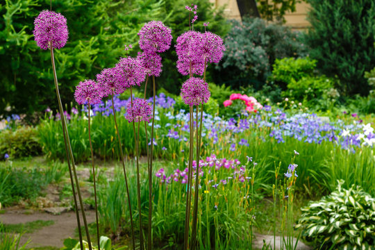 Giant Onion (Allium Giganteum) blooming. Field of Allium / ornamental onion. Few balls of blossoming Allium flowers. Beautiful picture with Alliums for the gardening theme.