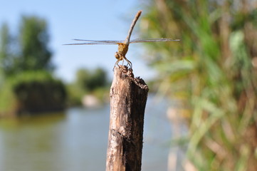 Dragonfly sits on a branch in the summer.