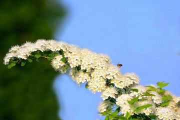 Blooming bird cherry against the sky