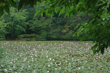神戸市立森林植物園：長谷池の睡蓮