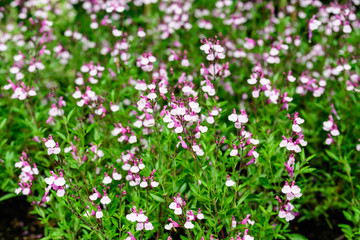 Obraz premium Large evergreen shrub of white and vivid pink Salvia microphylla Hot Lips flowers, commonly known as the baby sage, Graham's or blackcurrant sage, and green leaves in a garden in a sunny summer day