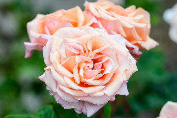 Close up of large and delicate light orange roses in full bloom in a summer garden, in direct sunlight, with blurred green leaves, beautiful outdoor floral background photographed with soft focus