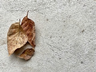 3 withered brown leaves on rough concrete floor. Abstract background. On the left.