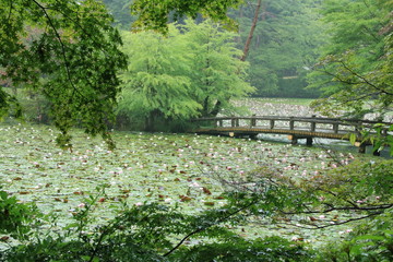 神戸市立森林植物園：長谷池の睡蓮