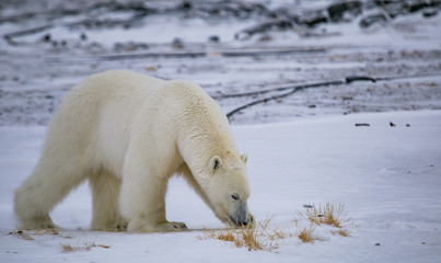 Niedźwiedź polarny, południowy Spitsbergen, Hornsund © blackspeed