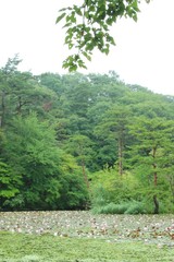 神戸市立森林植物園：長谷池の睡蓮