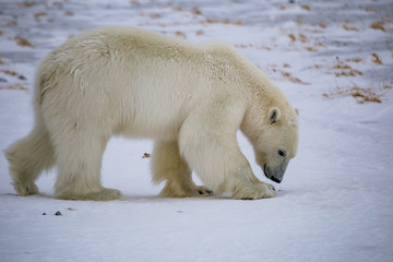 Plakat Niedźwiedź polarny, południowy Spitsbergen, Hornsund