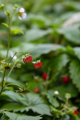 Obraz na płótnie Canvas Berries of wild fragaria in forest, natural green background