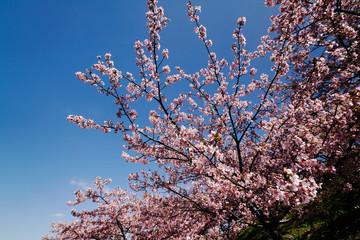 寒緋桜咲く